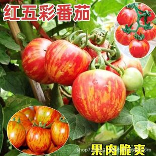 ��ζ�t��ʷ��ѷN�Ӗ|����ʷ������t���N���߲˹Ϲ�С�������ԷN