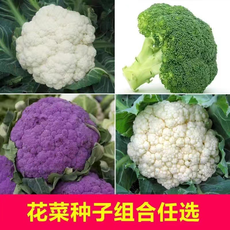 西兰花种子白花菜种孑四季蔬菜种子紫花菜青花椰菜种植花菜籽