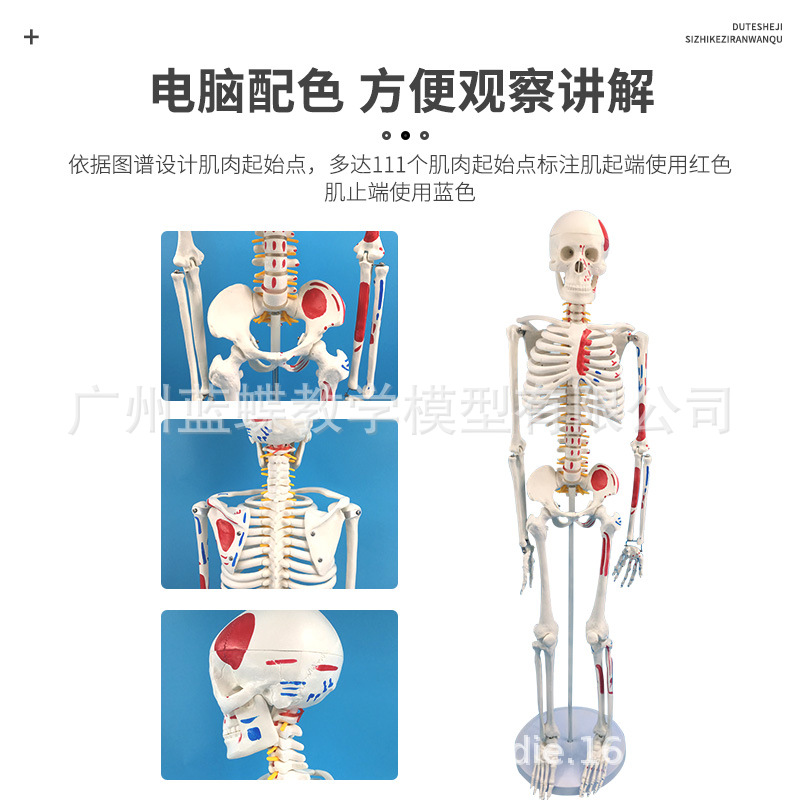 85CM�������ģ�͹Ǽܹ����걾��׵�����񾭼���ֲ���ɫģ����ʽ