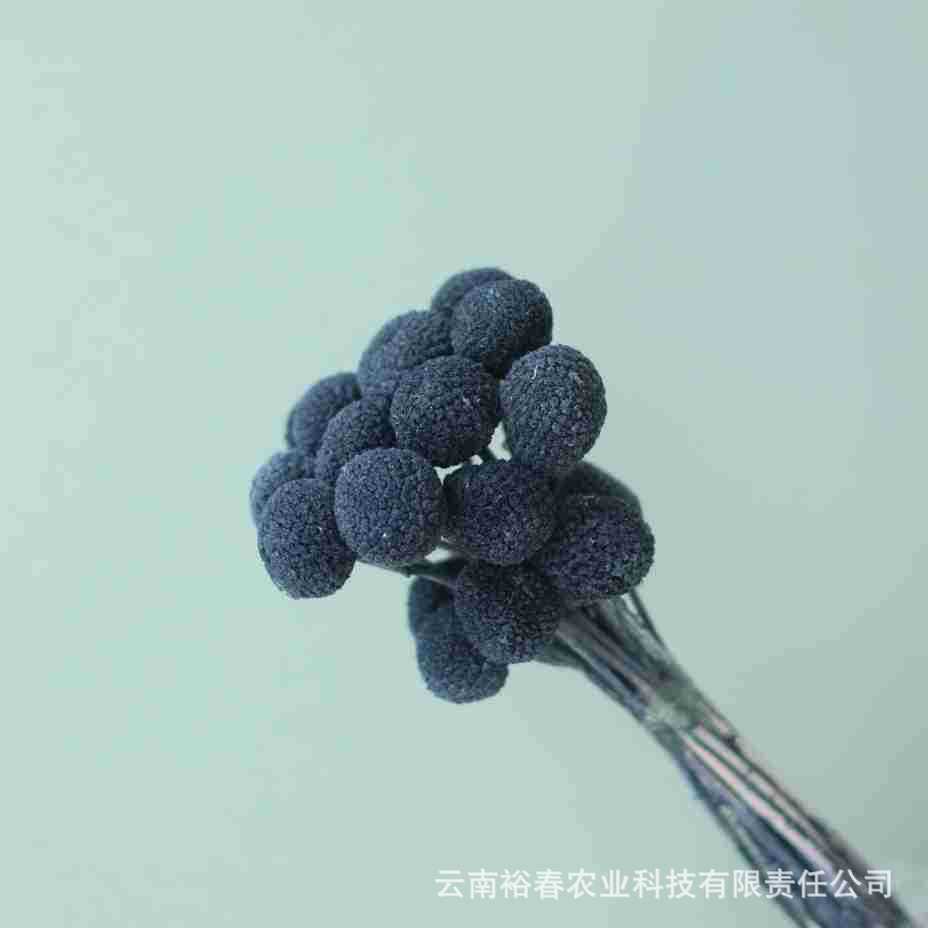 중간 과일 검정 20개