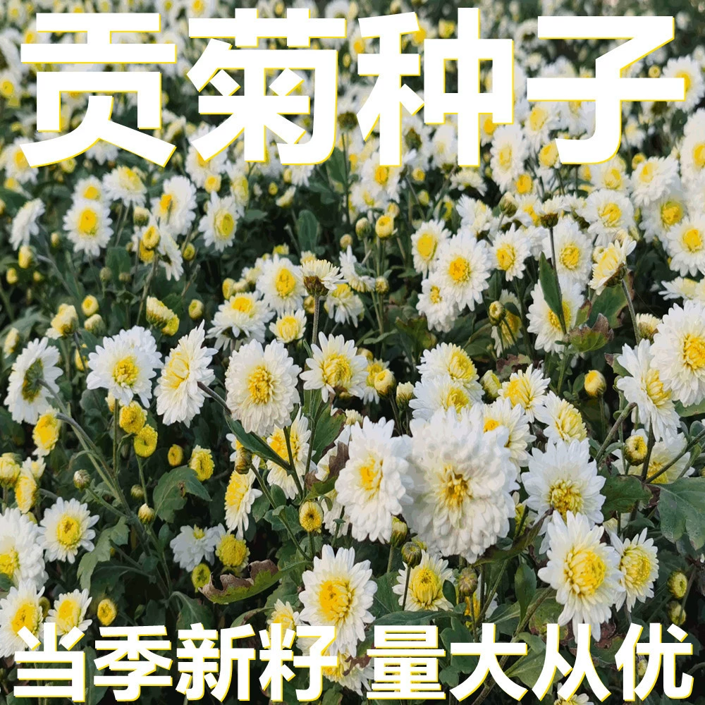 Семена Гонджу 250-500г в мешках оптом, прямые поставки с места происхождения, сезонные новые семена, семена садовых растений