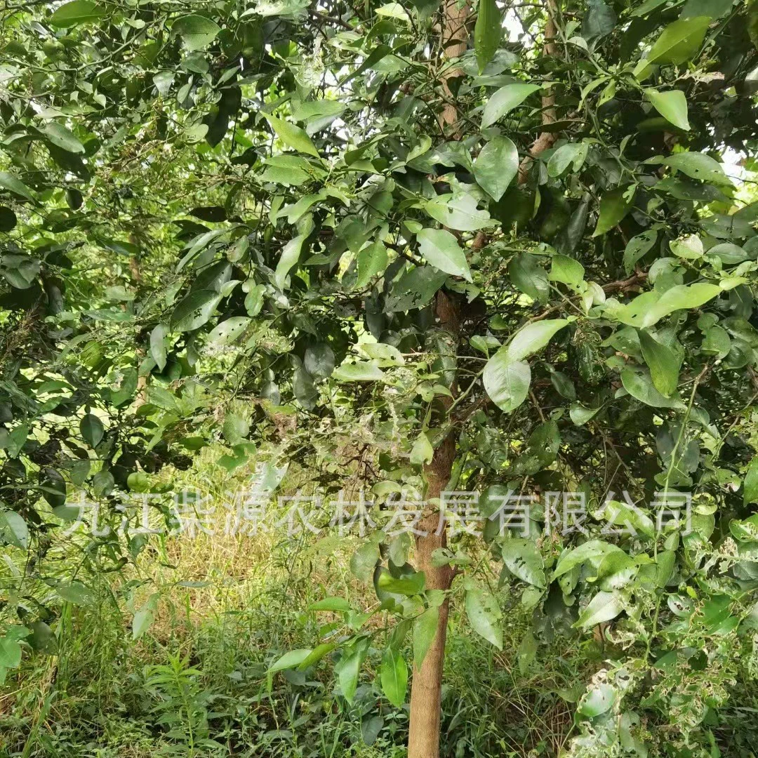 [Оптовая продажа] Помело в кластерах 3cm помело, 5cm помело 10cm помело 15cm цена