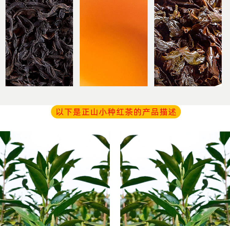 大红袍小种_05