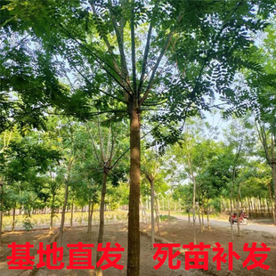 One-Piece Drop-Shipping Dragon Claw Acacia Saplings Grafted Seedlings, Chinese Acacia, Golden Acacia Large Seedlings, Cold-Resistant for Both Northern and Southern Regions, Greenery, Golden Silk Pendulum