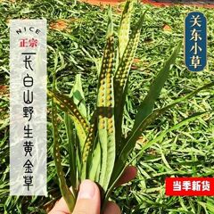 肾精草深山采摘野生草玛卡枸杞男关东草肾精茶石化草黄金草嗷嗷叫