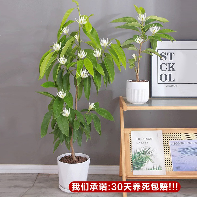白蘭鉢植え、オーブンマグノリア苗木、つぼみ付き黄角蘭、屋内中庭、四季咲きの香りの強い花|undefined