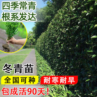 �������編��ֱ���G�h��ͥԺ����ֲ���ļ������ͺ������������S��