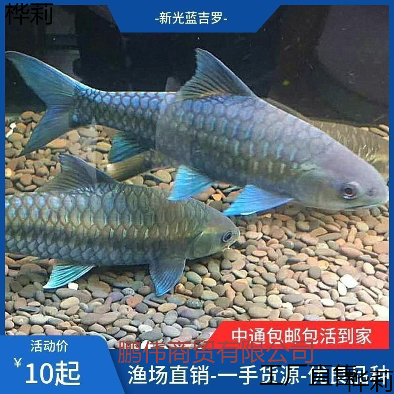 New Light Blue Guppy Fry Freshwater Ornamental Fish Lucky Fish Exotic Native Guppy Feng Shui Fish Group Feeding Fish