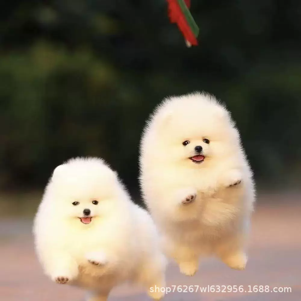 Оптовые щенки породы Померанский шпиц желтого и белого цвета, чистокровные, живые собаки породы Померанский шпиц, собаки миниатюрного размера, маленькие собаки, домашние собаки