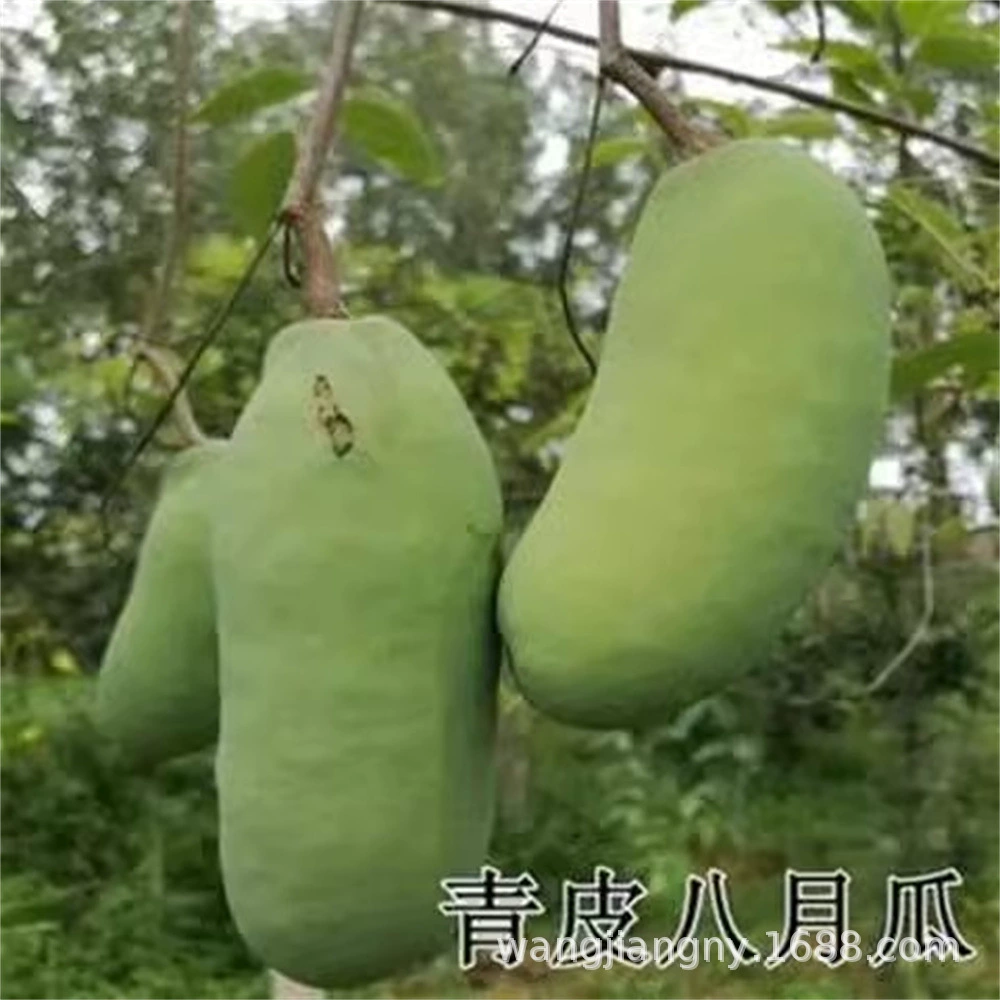 Белая кожа Без косточек Август Рассада дыни Август Жареные Дикие фрукты Рассада Бык Туо Китайские плоды почек Плоды года Август Дыня