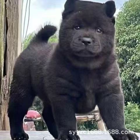 Five Black Dogs Live Purebred Puppies, Authentic Guangxi Pet Dogs, Local Hunting Dogs, Chinese Rural Dogs, Immunized and Dewormed