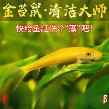 ��̦���~�������~����̦���������坍�����~���w�ᎧС�͵�ˮ�~