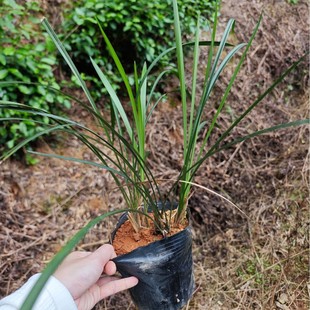 Thin-Leaf Cold Orchid Seedlings, Precious Florals, Strong-Scented Rare Gentlemen's Spring Orchid, Orchid Grass, Indoor High-End Green Plant Potted Plants