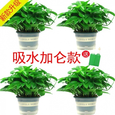 wholesale Methanol Scindapsus Potted plant indoor Botany Hydroponics flowers and plants Green plant A new house household Methanol wholesale