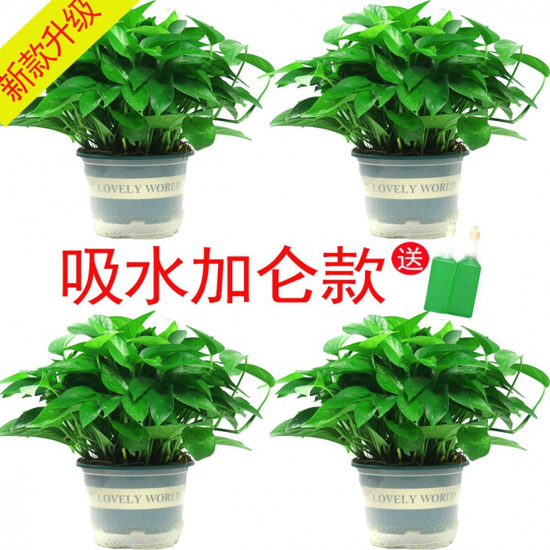 批发除甲醇好养绿萝盆栽室内植物水培花卉绿植新房家用吸甲醇批发|ms