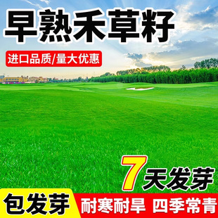 Imported Bluegrass Lawn Grass Seeds, Cold-Resistant Northern Greening Dwarf Four-Season Green Courtyard House Trampling-Resistant Grass Seeds