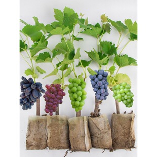 ꖹ�õ�����ј������԰��ɻ���������ϱ����Nֲ����