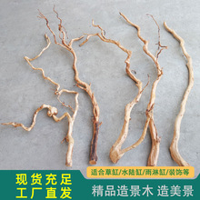 ��֦���N��֦�l�쾰�����L֦�l�L���ܛ�b�٘����ԭ���B�~���쾰