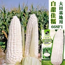 白甜佳糯玉米種子批發 高產白糯玉米非轉基因農家超甜糯玉米種子