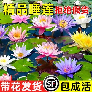 ˯ɏˮ��ֲ��ɻ�����ˮ����ɏ�����Kˮ�B����������ɏ�����o��ѿ