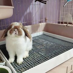 ウサギのトイレの大きいサイズのペットのウサギの商品はおしっこをしないで小便をします。