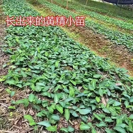 种子;乔木;园林果树