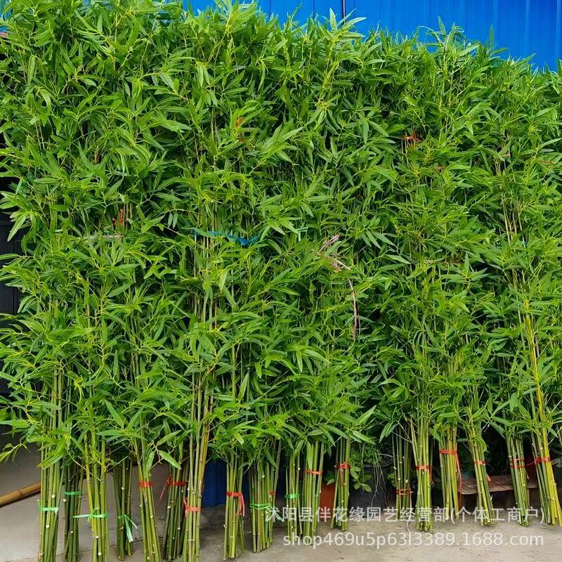 Artificial Bamboo Indoor and Outdoor Decorative Partition Screen Fake Bamboo Wall Landscaping Bamboo Green Plant Potted Plant Fine Water Bamboo Artificial Bamboo Indoor and Outdoor Decorative Partition Screen Fake Bamboo Wall Landscaping Bamboo Green Plant Potted Plant Fine Water Bamboo