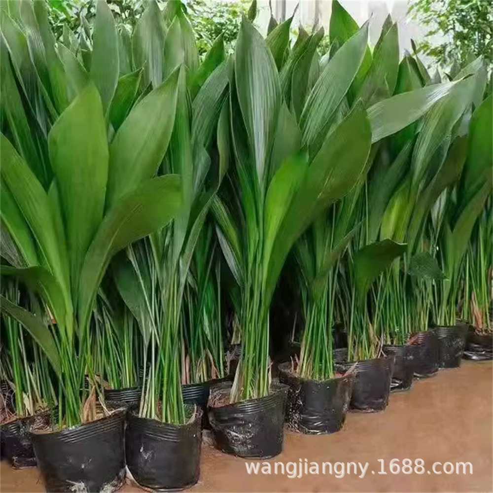 Однолистная Орхидея в горшках для очистки воздуха, Гидропоника для выращивания крупнолистных лиственных растений, вечнозеленых морозостойких в помещении