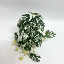 �S�����l����ֲ��ڒ��Ř��ָнzӡ�辰�ع��~�Ҿ��bGֲ����