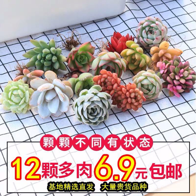 多肉植物卸売鉢植え組み合わせ花屋内ルビーエデナス高級多肉植物ガーデニング|undefined