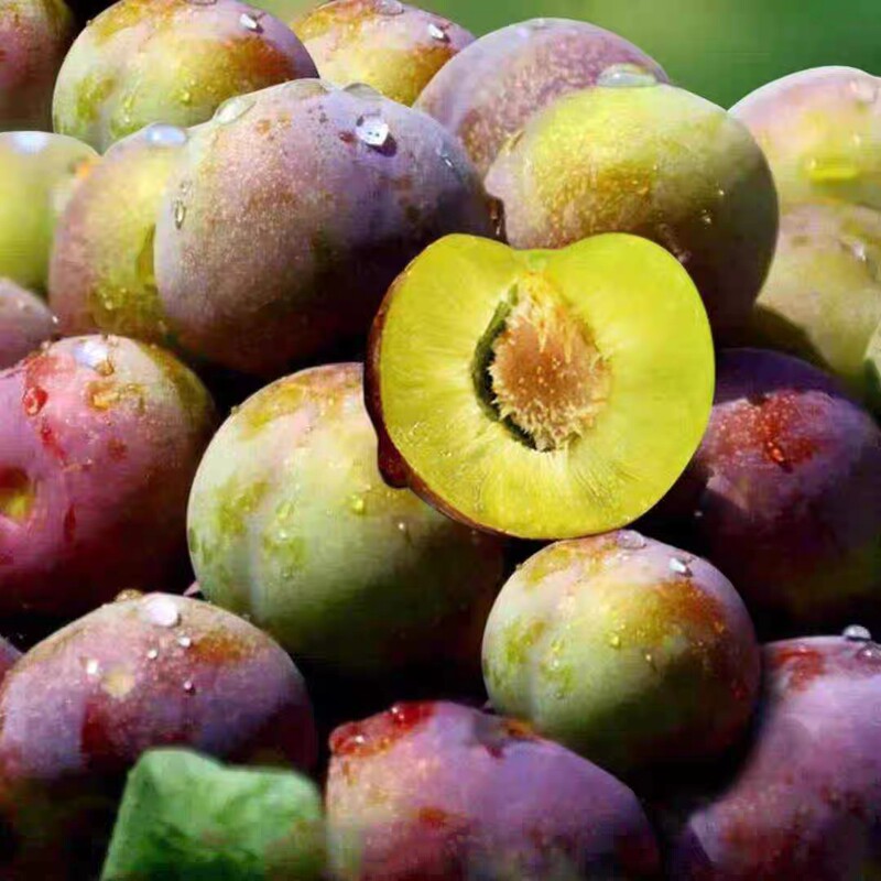 Freshly Picked Crispy Red Plums from Wenchuan, Sweet and Boneless Green-Red May Plum, Honey-Sweet Plum from Wanzhou, Fresh Fruit Crispy Plum