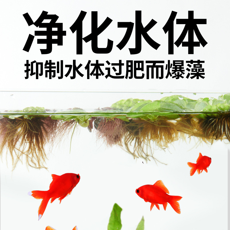 水藻、水草、水槽、水耕栽培、一葉蓮、ウォーターヒヤシンス、ウォーターハイビスカス、古代の養魚と造園、酸素化された本物の水草|undefined