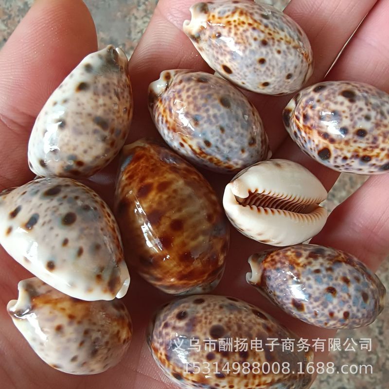 天然貝殻、巻貝、マウンテンマウス、タカラガイ、水槽、水槽、床装飾、ヤドカリハウス標本卸売|undefined