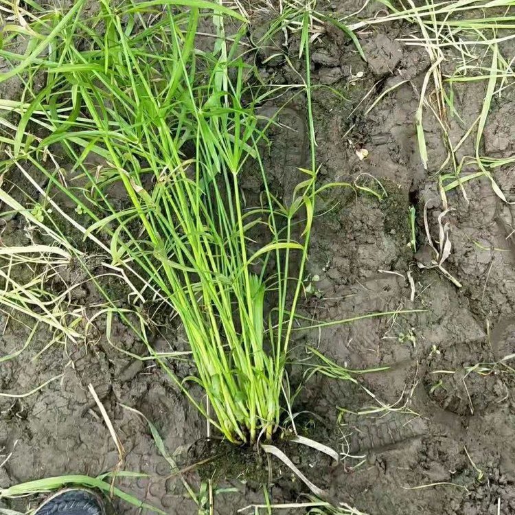 批发 水生植物 旱伞草苗 高50公分旱伞草价格 挺水植物 仟花轩