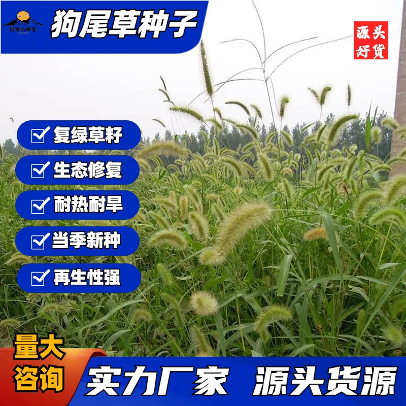 Оптовая продажа семян лисьего хвоста, семян волчьего хвоста для защиты склонов, семена лисьего хвоста для экологической реставрации, устойчивые к засухе и жаре.