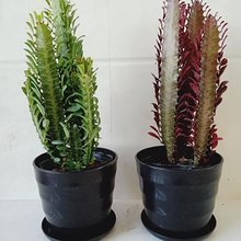 包邮龙骨花室内花 植物盆栽玉麒麟吸甲醛客厅仙人柱盆栽