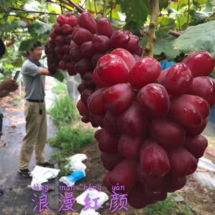 �������l2��3�����������ȃ��x���Ե���ꖹ�õ�����ј���ֲ��