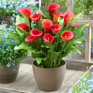 ��ɫ�R��ɏ�N���M�ڎ�ѿ�����ļ��҃��̨�������׻�N����Gֲ