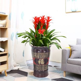 Good Luck City Delivery Opening Flower Basket Large Green Plant Office Living Room Potted Flower Bring in Wealth and Treasure Tree