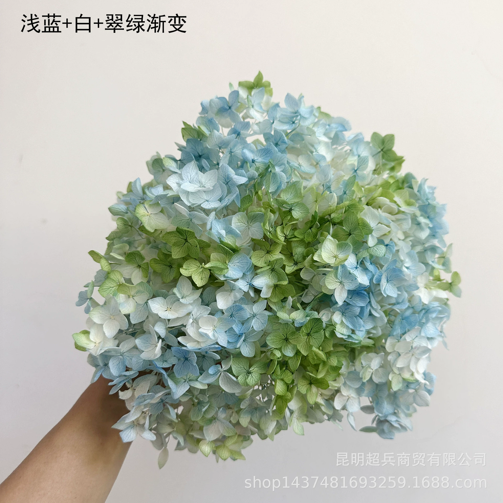 [Вечная Life Flower Hydrangea] Анна Градиентный цвет Лист Hydramid Книга цветов оптом DIY цветочная коробка материал для просмотра