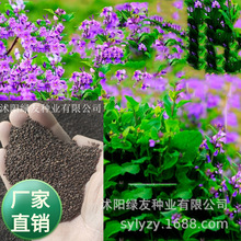 花卉种子公司老店批发二月兰花种子诸葛菜耐阴耐寒易活草本花籽