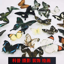 A-品相真蝴蝶标本未展翅原蝶杂蝶昆虫幼儿园教学收藏摄影道具