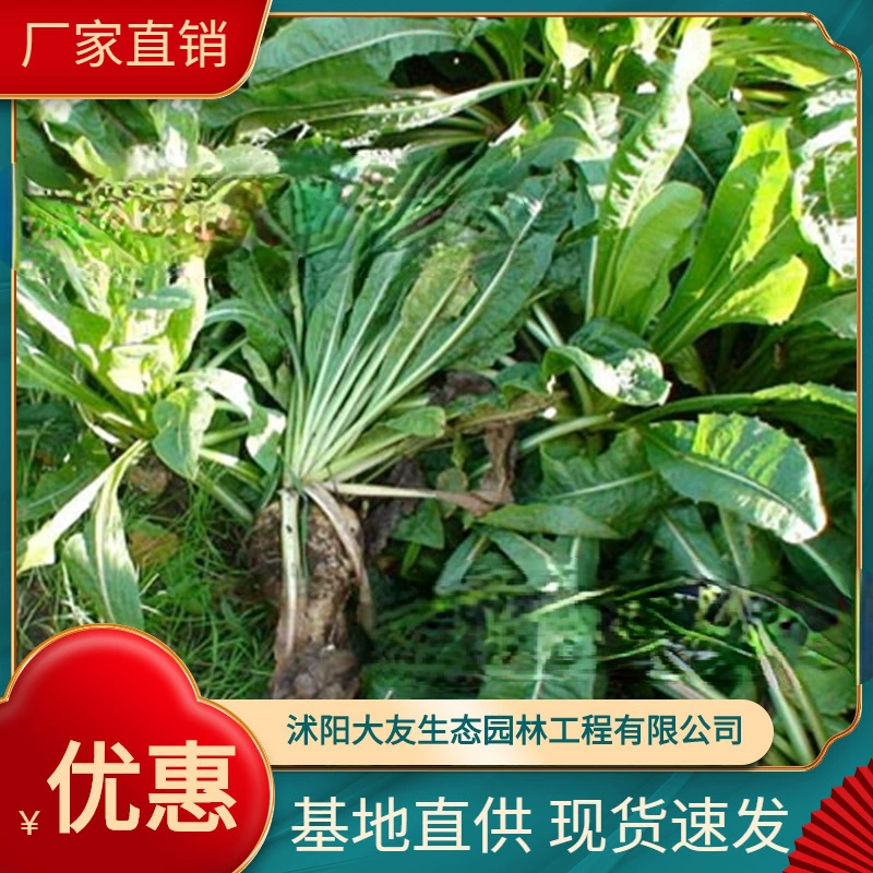 Цикорий основа оптом сорта собственного производства в комплекте с живописным ландшафтом Зеленые саженцы