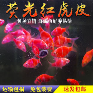 �ɹ�t��Ƥ�~С�͟Ꭷ�~���������ˮ�����~��ؔ�t�y�ɹ�t���g�~