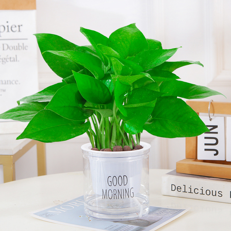 포토스(굿모닝 냄비) + 영양액