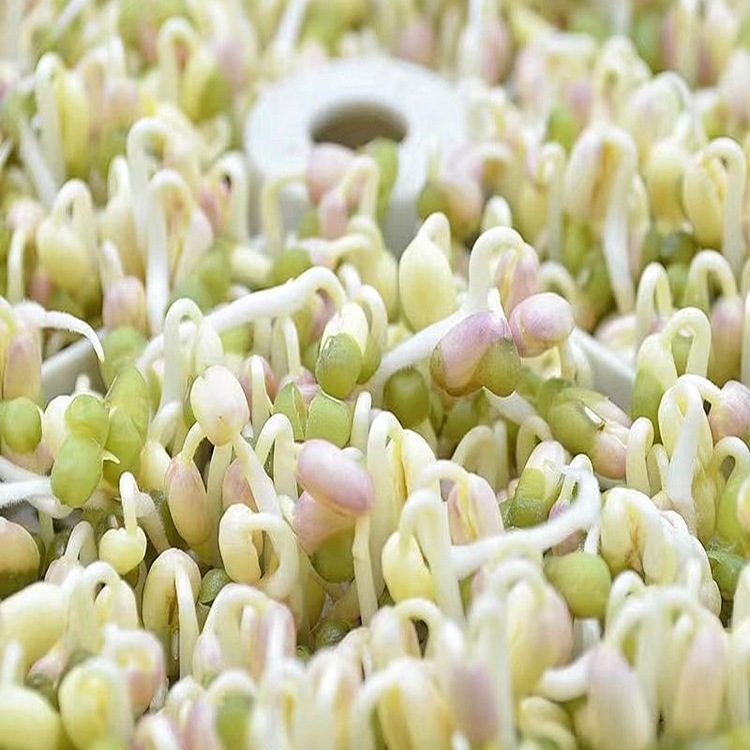发豆芽绿豆生豆芽长绿豆芽小粒中粒水培发芽豆可食用|undefined