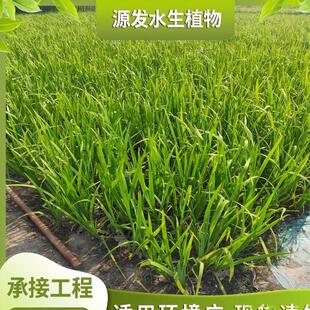 ������ͦˮֲ������ӵ����ˮ�|�������^���̾G���@�ַN�����l
