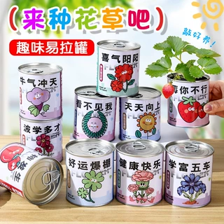 儿童种植罐头盆栽绿植生长观察盲盒幼儿园自然教育材料包批发