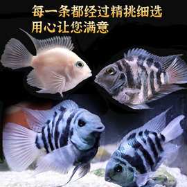 迷你鹦鹉鱼高成活率活体小型淡水热带观赏鱼宝蓝白金元宝厂家直销
