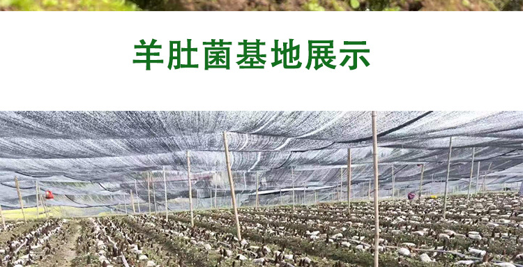 阿里羊肚菌3-55-7_04